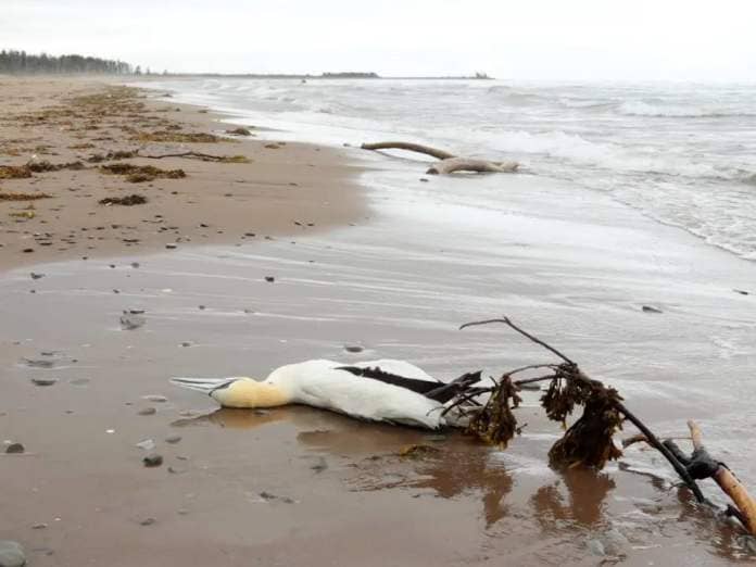 A dead northern gannet washed up on a beach on the Acadian Peninsula in June 2022. A researcher with Environment Canada says the number of dead birds in New Brunswick last year was around 5,500. (Shane Magee/CBC - image credit)