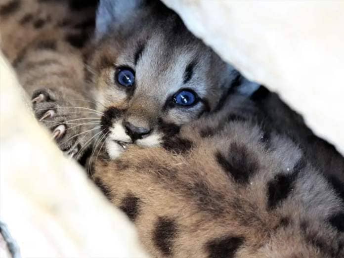 A tiny brown mountain lion with black spots and blue eyes peeks out of a crevice under a rock