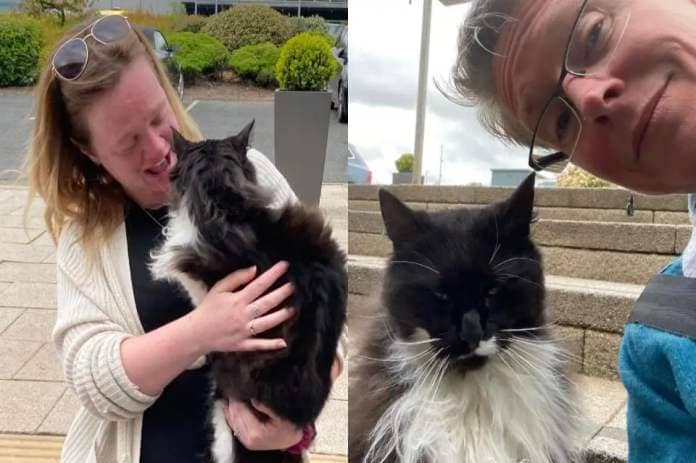 Sammy the cat  was reunited with his owner after turning up at an animal rescue conference. Pictures: Cats Protection &lt;i&gt;(Image: Cats Protection)&lt;/i&gt;