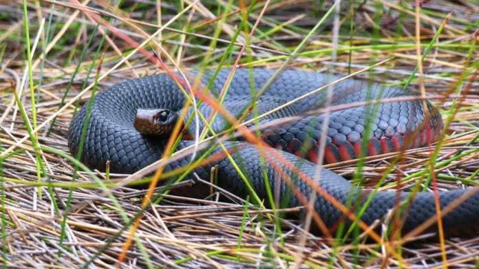 Red belly black snakes are capable of a venomous bite.