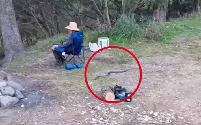 A Queensland dad’s priceless reaction to a close encounter with a red-bellied black snake has gone viral. 