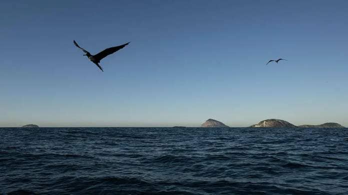 A seabird flying on the coast Brazil on May 23, 2023. /CFP