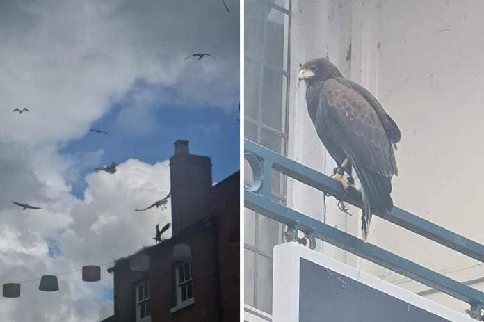 IMPACT: Gulls scatter as a Harris Hawk scares them away in The Shambles &lt;i&gt;(Image: Supplied)&lt;/i&gt;