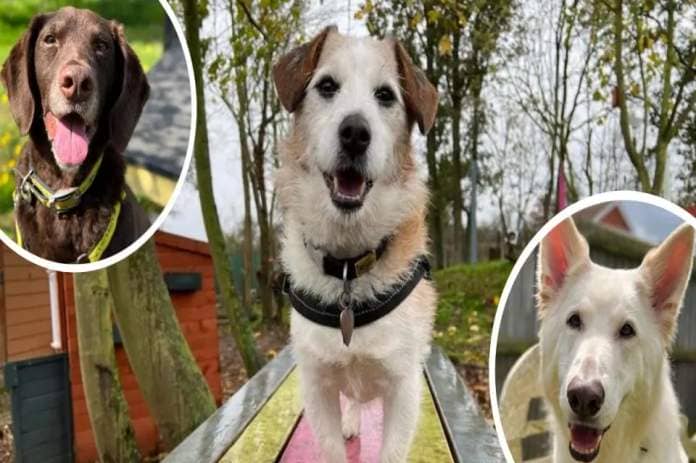 Can you give these senior dogs a forever home? &lt;i&gt;(Image: Dog&#39;s Trust)&lt;/i&gt;
