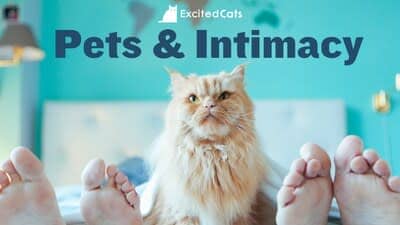Do Pets Affect Intimacy Between Lovers?