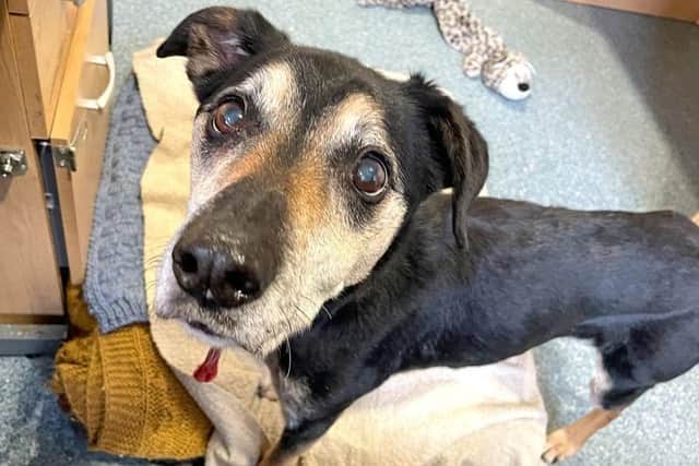 Golden oldie Jasper at Dogs Trust is looking for a retirement home.