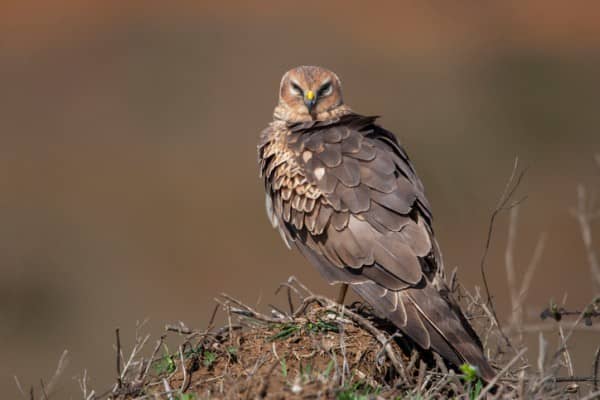 Hen harriers are at risk in the UK
