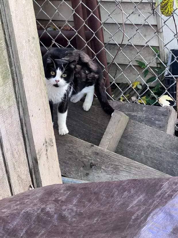 Sarai Rivera feeds colonies of feral cats around Hartford. The population has exploded in the past few years, the city's animal control officer said.