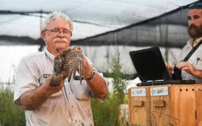 Biologists check the captive-reared prairie-chickens once more before putting them in acclimation pens.