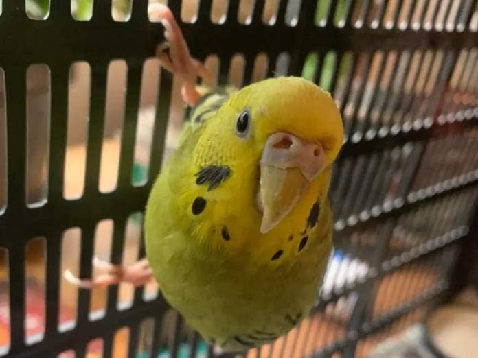 A budgie found in the middle of a street in East Vancouver on May 9 is just one of many turned into the region&#39;s animal hospitals recently. (David P. Ball/CBC - image credit)