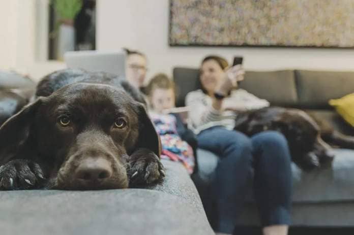 Dog and family on couch