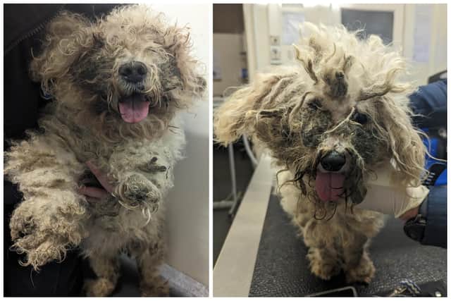 Molly and Bobby's fur was severely matted, which would have been very painful for the dogs.