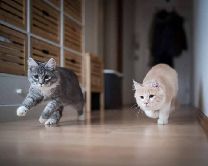 two maine coon kittens playing indoors