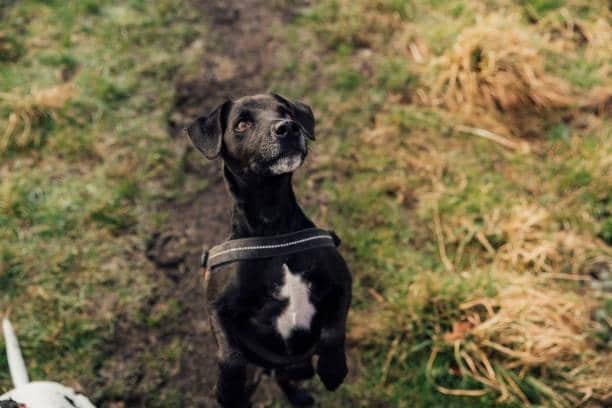 The laid-back, compact working Patterdale Terrier from England came out top as the most affordable dog breed to own costing £5,763 over its 13-year lifespan. This beloved family pet has an £893 average buying cost and average food bill costs £99 per annum which works out to just £8.25 a month.