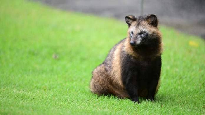A raccoon dog sits in the grass at Rifu Golf Club in Japan in 2022. (Atsushi Tomura/Getty Images)