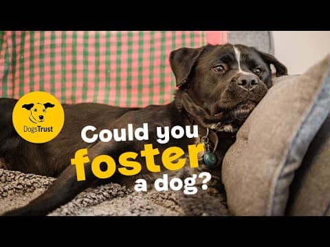 Discover the joys of fostering a dog 🐶🤗 | Dogs Trust