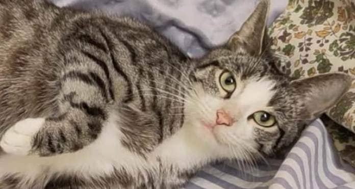 Sheffield Cat Shelter says the cost of living crisis means caring for even a single rescued mother cat like Nala can reach into the four figures.