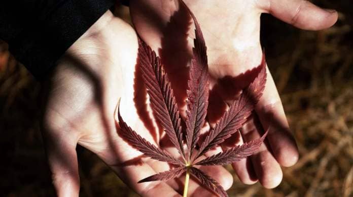 A person holds some red cannabis leaves
