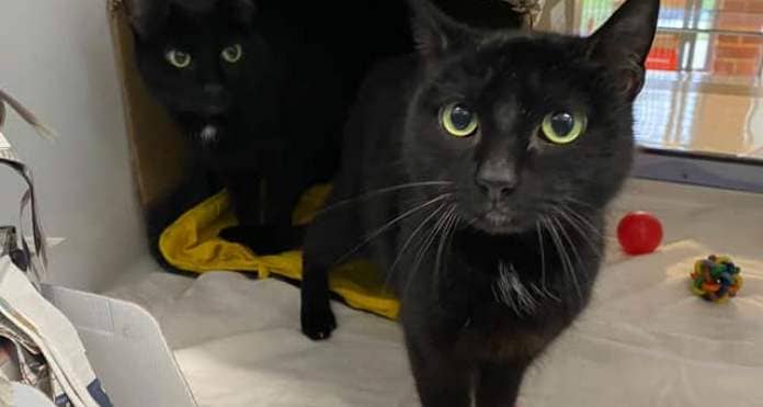 Elsa and Anna were found dumped in a box at the side of a road in Sussex.