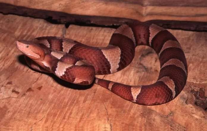 The Broad-banded Copperhead.