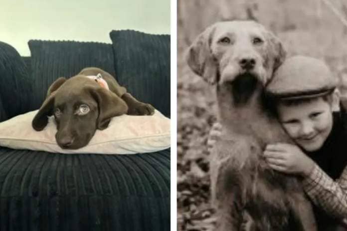 Labrador Macey (left) and Wired Hungarian Vizsla Flora (right, with Devon) are among our Perfect Pets competition finalists &lt;i&gt;(Image: Perfect Pets)&lt;/i&gt;