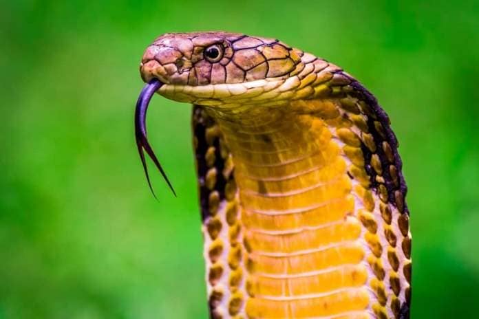 King Cobra (Ophiophagus hannah) The world's longest venomous snake