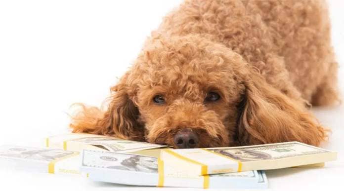 Poodle with money dollar bills isolated on a white background
