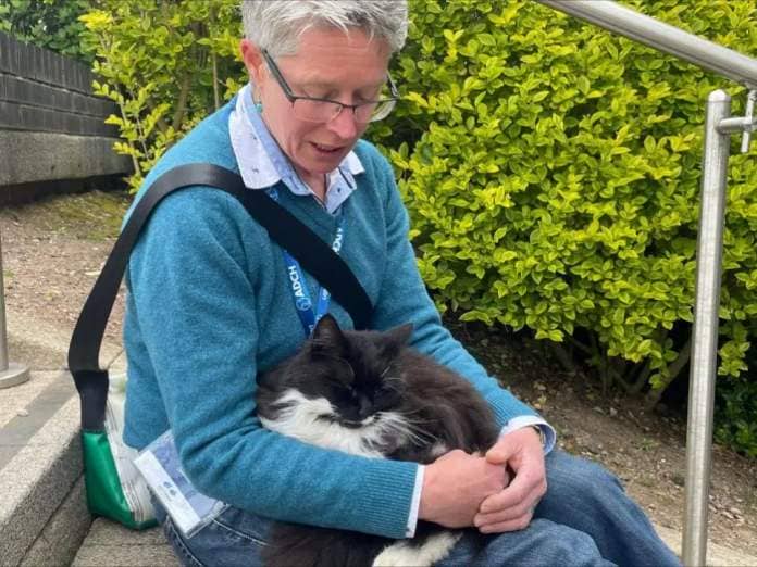 The Northern Echo: The lap of Beni Benstead, manager of the Tyneside Adoption Centre, was Sammy&#39;s choice when looking for a warm seat. Picture: Cats Protection