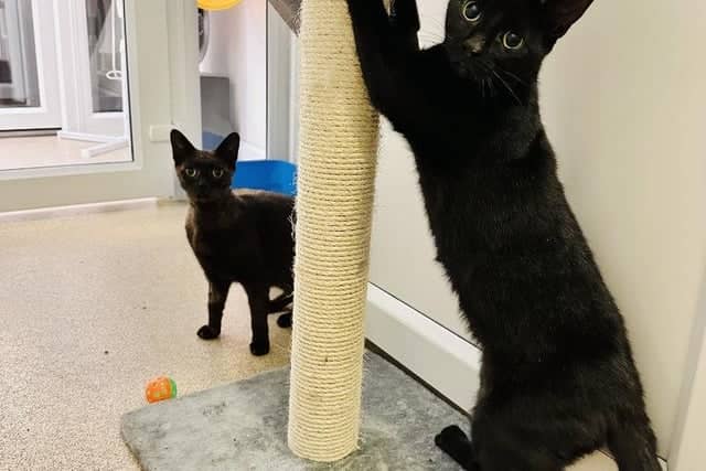 Three-year-old Domestic Short Hairs Coco and Gypsy are very affectionate and would make a fun pair for a family. The loving pair would be happy to live with cat-savvy kids would understand when they need their own space.
