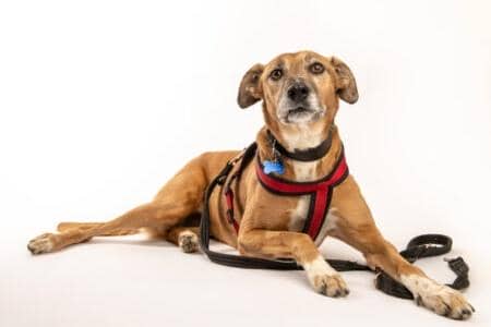 Stella is a Lurcher X aged approximately nine years and six months. The brown-eyed pooch came to the centre after her owner died and is looking for a new home where she can sunbathe and curl up on the sofa.
