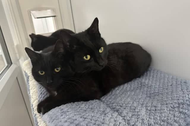 One-year-old Domestic Short Hairs Bailey and Bunty have always lived together and are incredibly close - they even use each other as pillows. The bonded pair would love to be adopted together.
