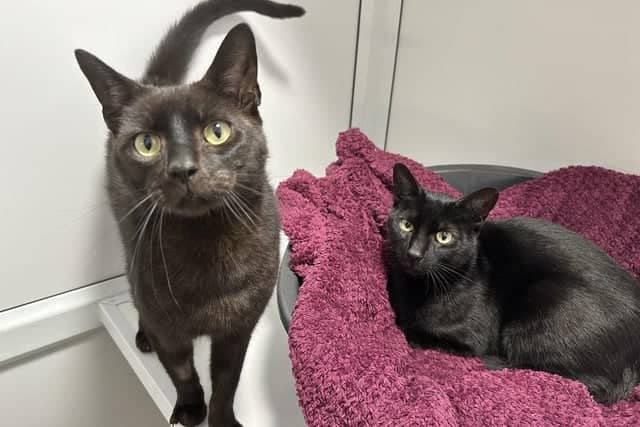 Curious and loving Domestic Short Hairs Romano and Luna, both aged two, would make great companions and bring lots of fun into any family.