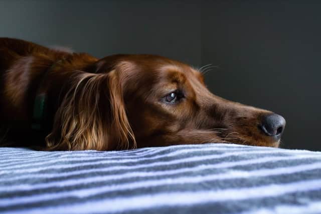 Dogs can’t tell us if they feel ill but now experts have identified six tell-tale signs which could save a pet’s life.