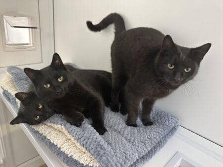 Domestic Short Hairs Bailey, Betsy and Bunty are all one-year-old and have never been apart - they even use each other as pillows. The amusing kittens are up for adoption as a trio.