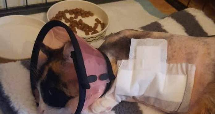 A family is facing a huge vets’ bill after their beloved cat was attacked by two ‘out-of-control’ dogs.
