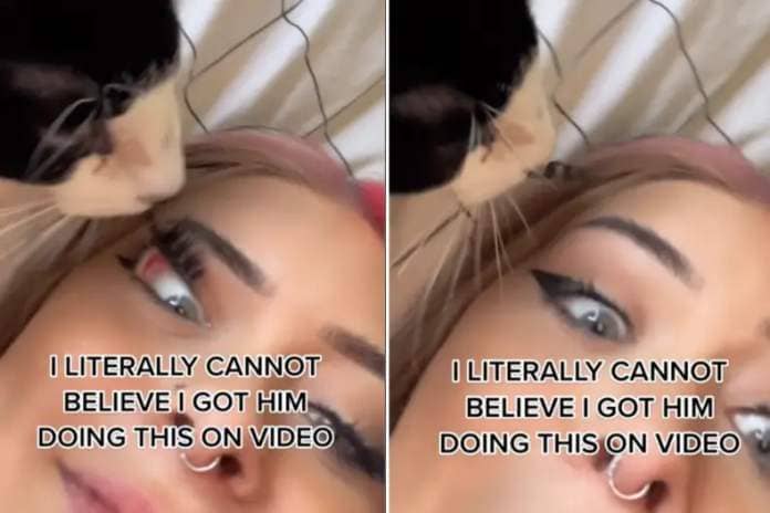 Cat steals eyelashes