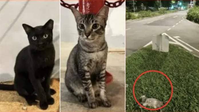 Two community cat carcasses found in Woodleigh