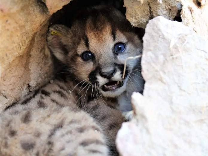 A tiny mountain lion looks at the camera while sleeping in a rock crevice