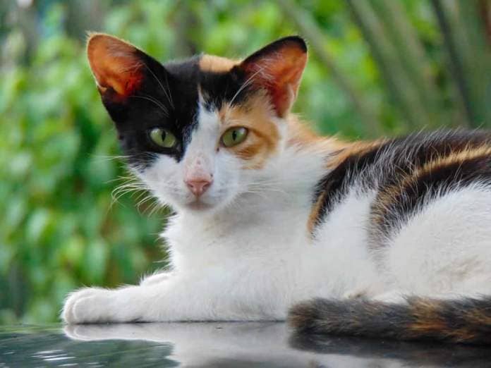 Calico cat or tricolor cat face in the detail shot. This tortoiseshell cat has three colors: white, black, and orange.