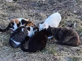 Cats being cared for by volunteers with Caregivers of Petrolia Ferals.