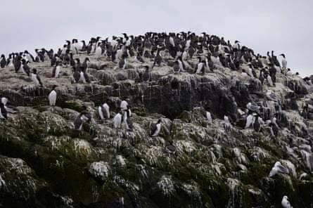 Guillemots and different birds on the cliffs at Farne Islands.