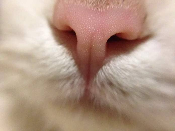 closeup cat nose