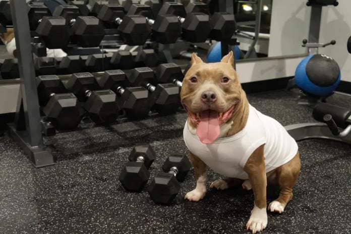 Reddit users overwhelmingly agreed that GymAITADogThrow1 is in the wrong for bringing his puppy to the gym.