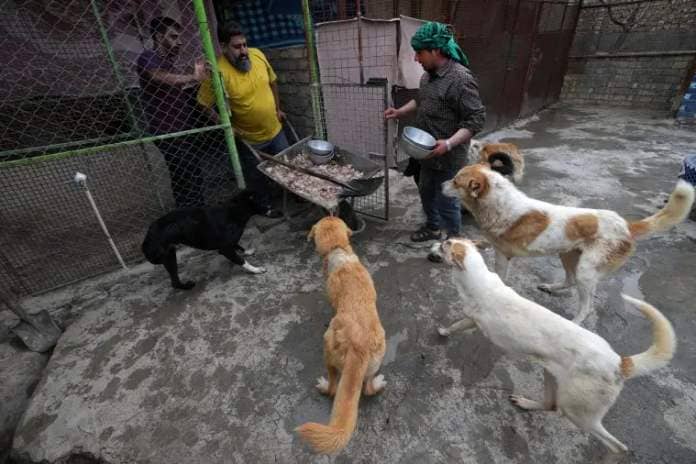 Iranian cleric Sayed Mahdi Tabatabaei, center, brings food for impaired stray dogs at his shelter outside the city of Qom, 80 miles (125 kilometers) south of the capital Tehran, Iran, Sunday, May 21, 2023. It's rare these days for a turbaned cleric in Iran to attract a large following of adoring young fans on Instagram, but Tabatabaei has done it by rescuing street dogs in defiance of a local taboo. (AP Photo/Vahid Salemi)