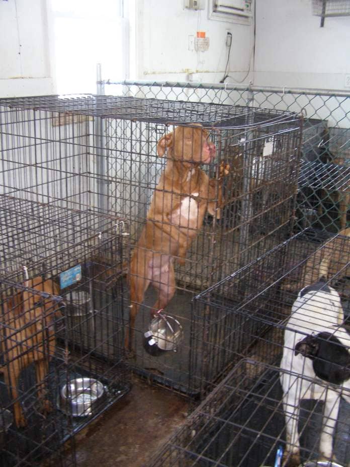 a crime-scene photo of a "no-kill" rescue, showing dogs in crammed cages