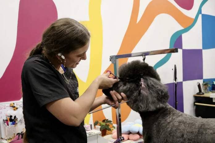 A groomer cuts the hair of a dog inside Whisker and Bone in St. George, Utah, May 18, 2023 | Photo by Jessi Bang, St. George News