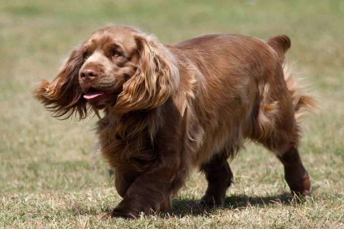 A Sussex Spaniel on grass