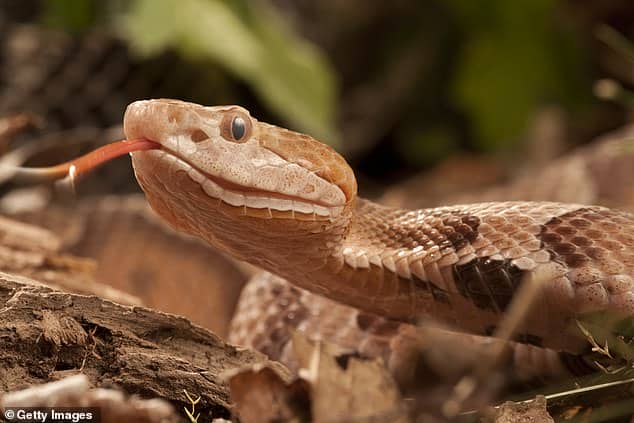 Copperhead snakes are commonly found across parts of North America. Their bites are extremely painful but are very, very rarely deadly