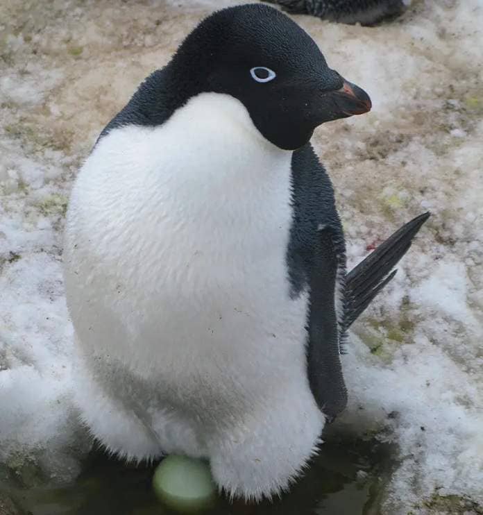 An Adélie penguin (Pygoscelis adeliae), a large-bodied species, with an egg.