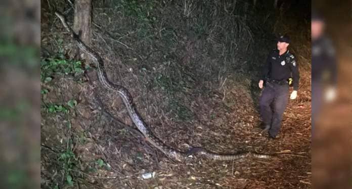 A Queensland police officer can be seen ushering a scrub python off the road into hinterland. 